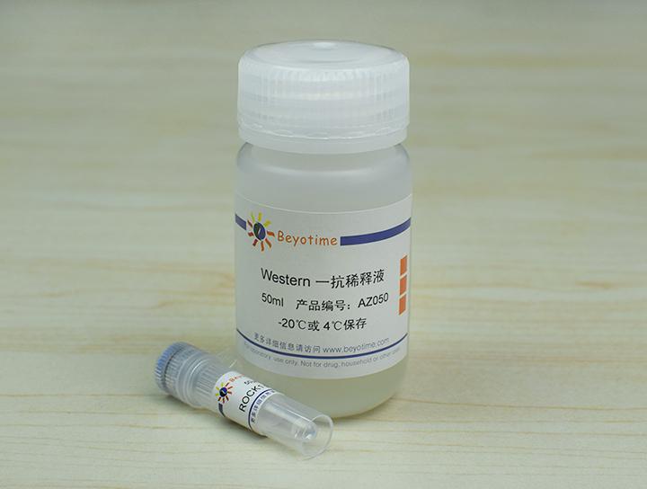 ROCK1 Rabbit Polyclonal Antibody